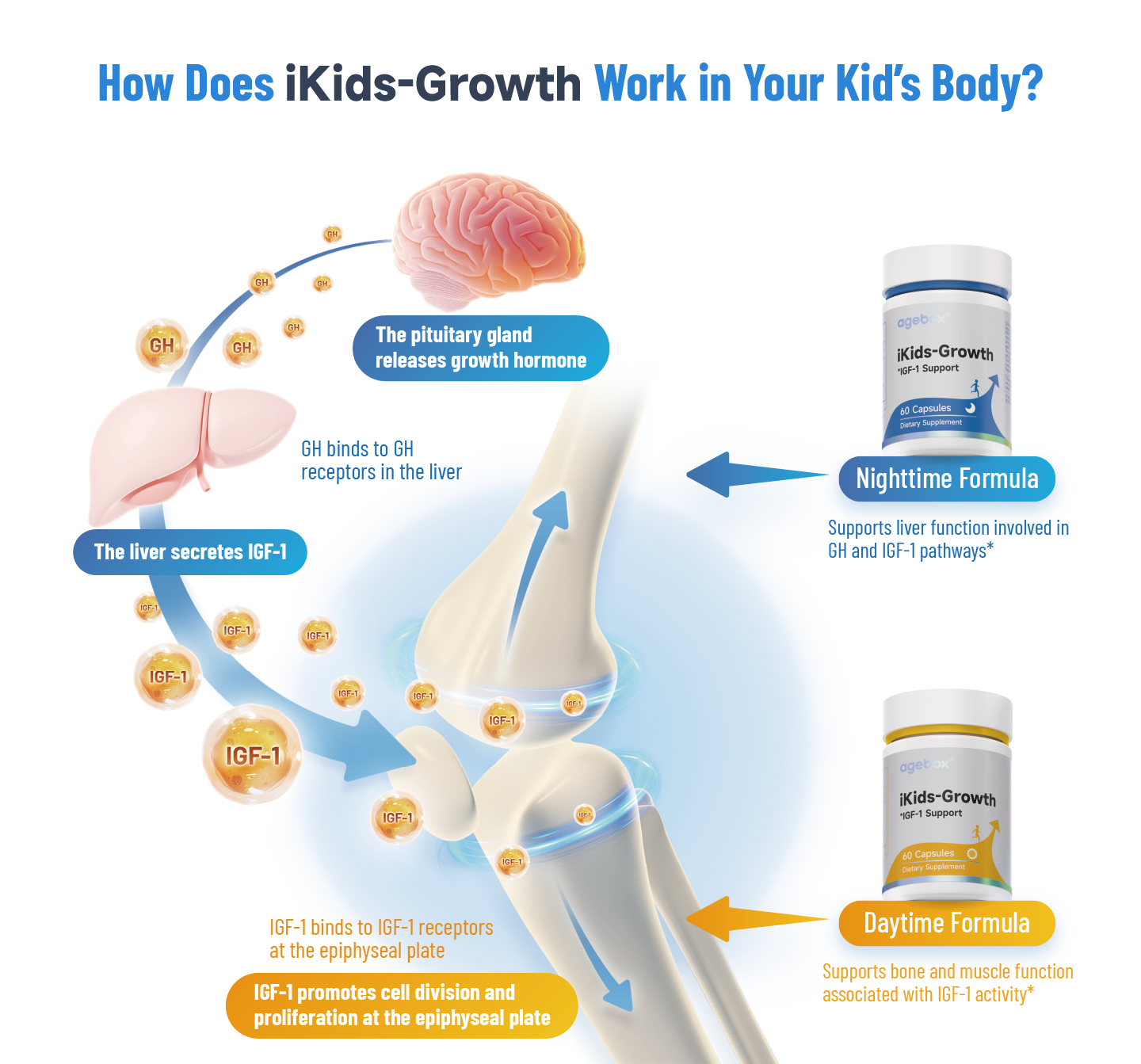 How the Day & Night formula of iKids-Growth works to support height growth. The Nighttime Formula supports the liver's production of IGF-1, and the Daytime Formula supports bone and muscle activity at the growth plate, assisting the body's natural GH and IGF-1 pathways.
