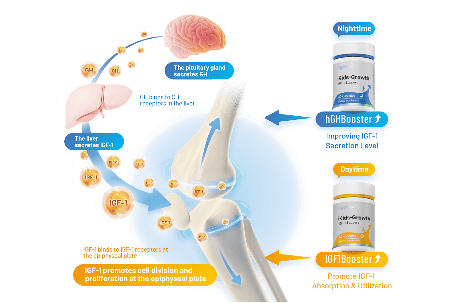 The dual-booster system of iKids-Growth: The Nighttime hGHBooster supports the body's natural growth hormone pathway to improve IGF-1 secretion, while the Daytime IGF1Booster promotes the absorption and utilization of IGF-1.