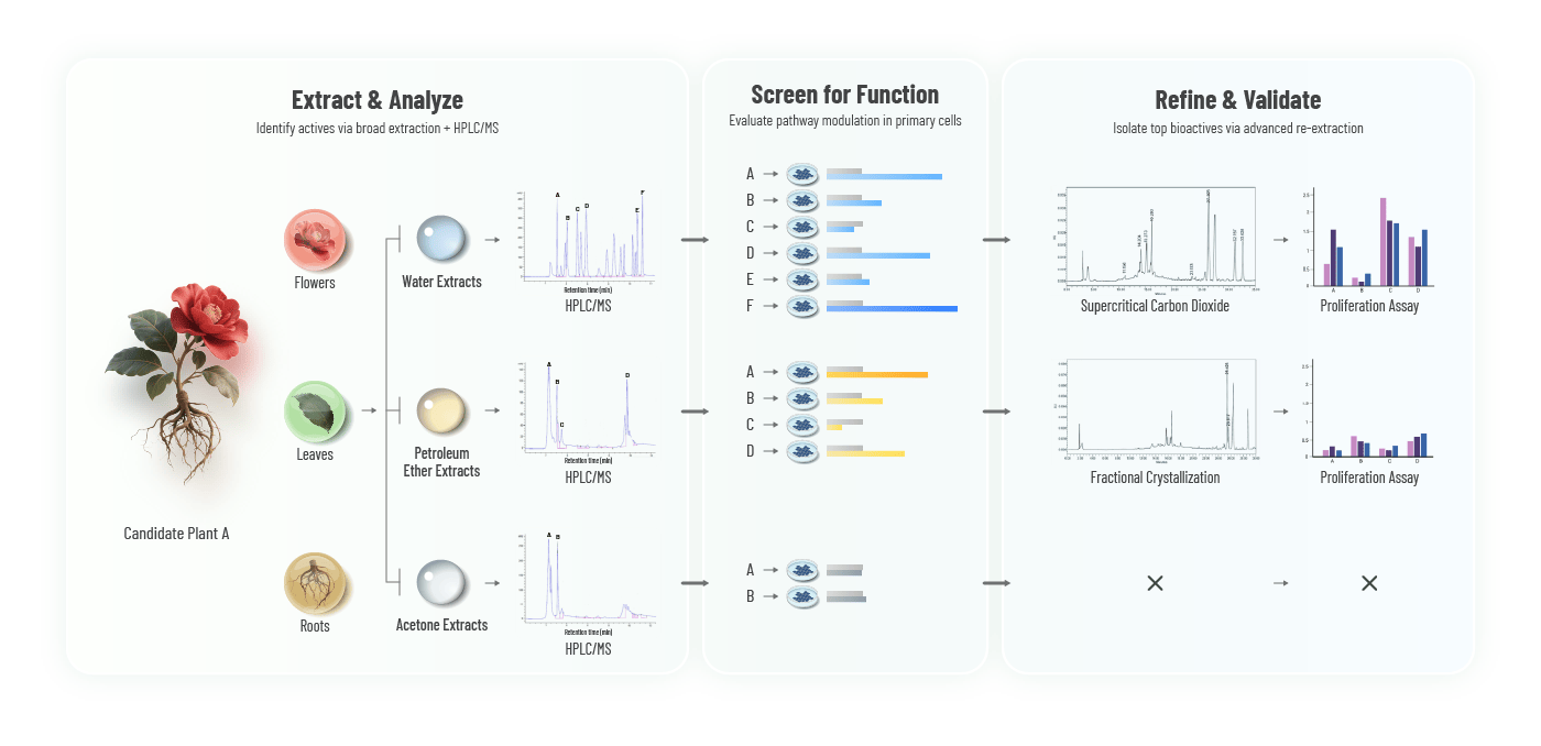The three-step scientific process of the agebox Acesvia platform for creating natural children's supplements. The infographic shows: 1. Extraction and analysis of plant compounds, 2. Cell-based screening for function, and 3. Refinement and validation of the most effective bioactives.