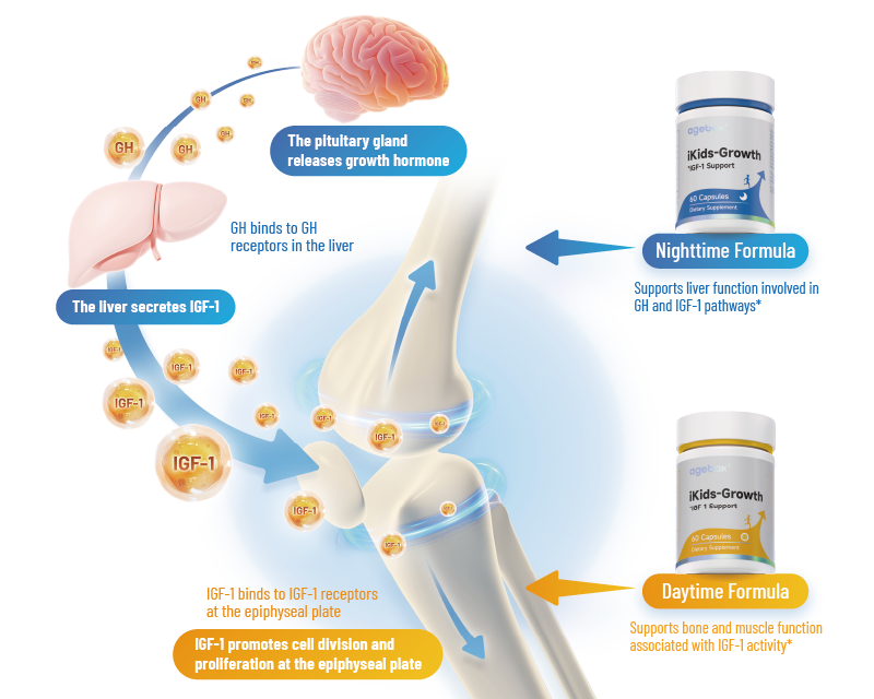 An infographic explaining how the iKids-Growth supplement works. It illustrates the body's natural growth process from the pituitary gland releasing GH to the liver producing IGF-1, which acts on the growth plate. The Nighttime Formula supports liver function in this pathway, while the Daytime Formula supports bone and muscle function.